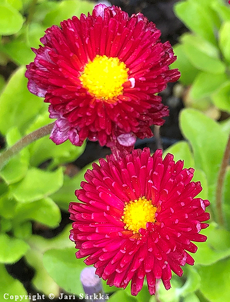 Bellis perennis 'Rominette Red', kaunokainen